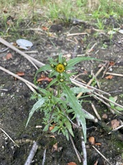 Bidens radiata, photograph (c) C. Oppermann, some rights reserved (CC BY-SA)