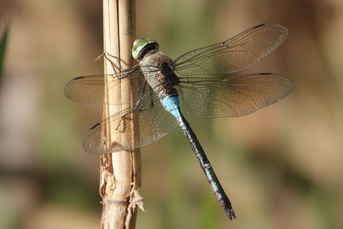 Lesser Emperor