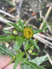 Bidens radiata, photograph (c) C. Oppermann, some rights reserved (CC BY-SA)