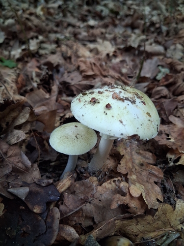 Deathcap