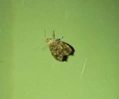 Choreutis emplecta