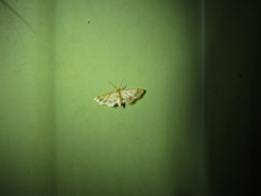 Idaea trypheropa