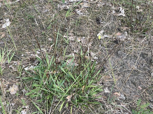 Viscaria vulgaris, photograph 5