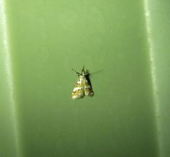 Eurhythma cataxia