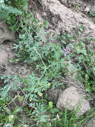 Fumaria officinalis, photograph 4