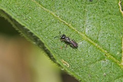 Pemphredonina