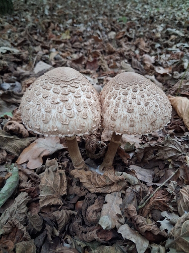 Parasol