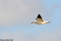 Larus atlanticus