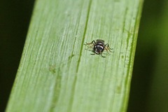 Pemphredonina