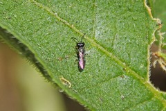 Pemphredonina