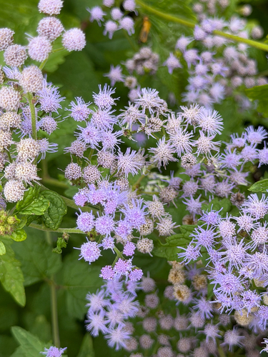 blue mistflower