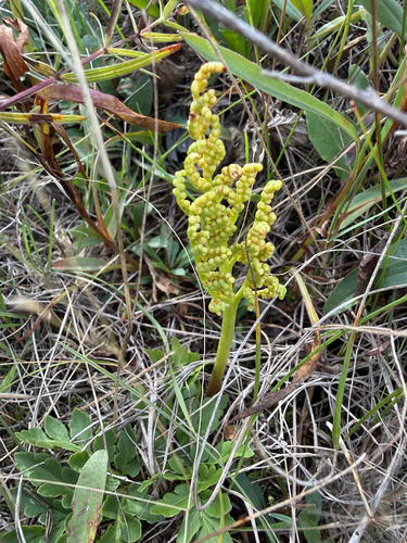 leathery grapefern