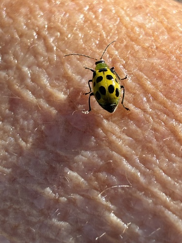Spotted Cucumber Beetle