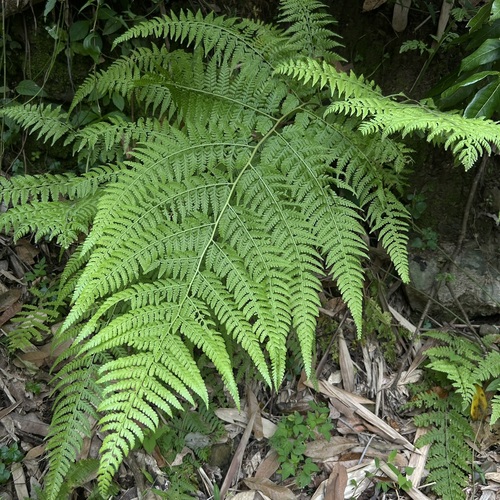 Microlepia speluncae observed 2026-09-11