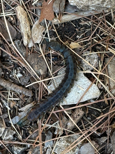 Dalmatian centipede