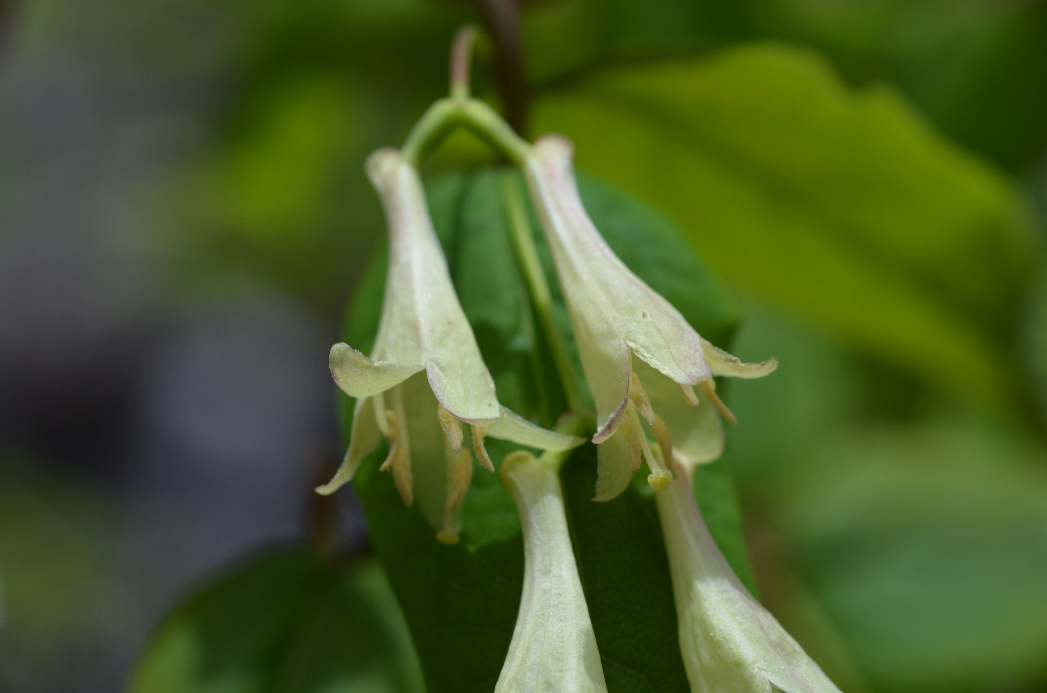 American fly-honeysuckle (Lonicera canadensis)  iNaturalist