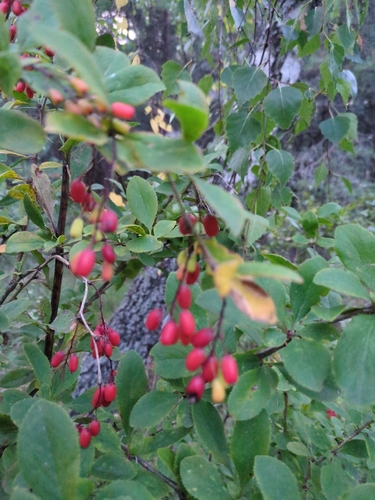 European barberry