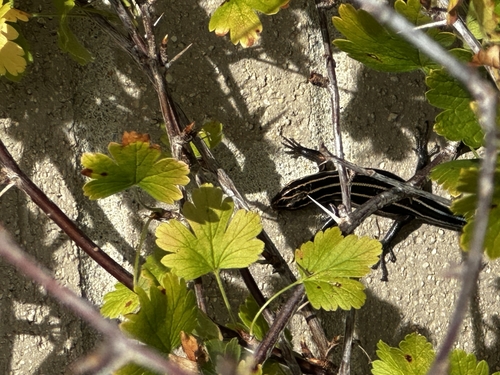 Common Five-lined Skink