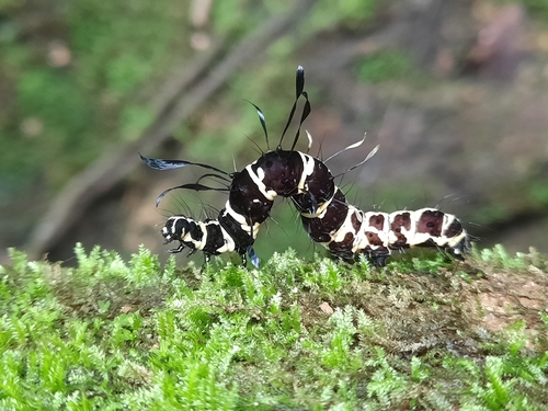 Tinolius eburneigutta