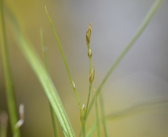 Carex deweyana