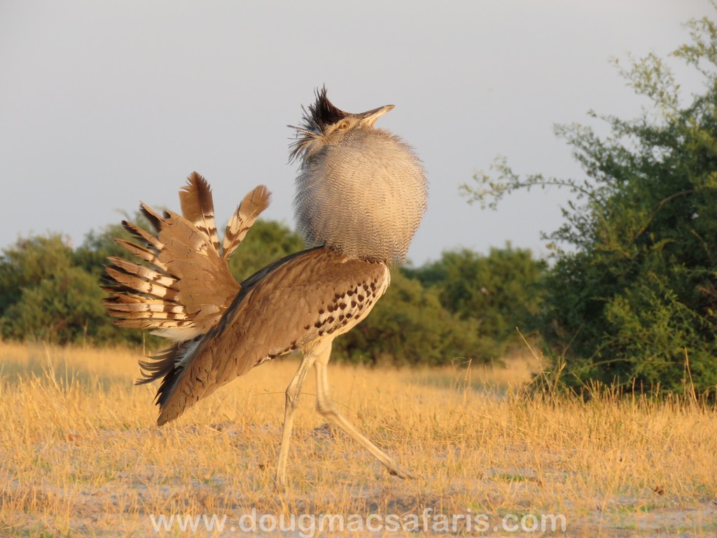 Kori Bustard photo