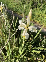 Iris orientalis