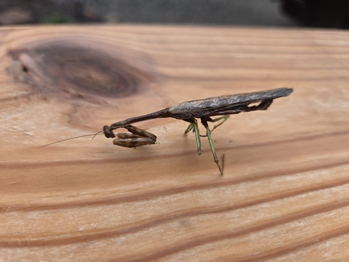 Carolina Mantis