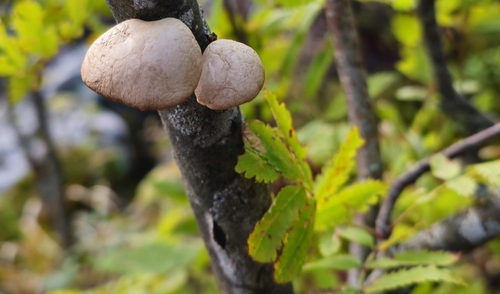 birch polypore
