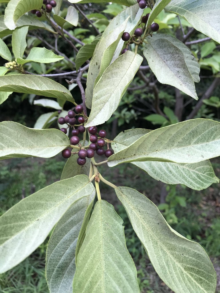 Frangula pendula