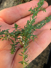 Genista anglica