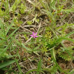 Centaurium japonicum