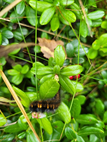Fox Moth