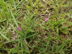 Centaurium japonicum