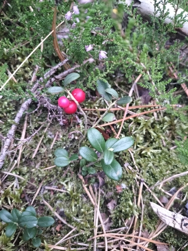 Lingonberry