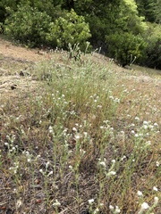 Micropus californicus