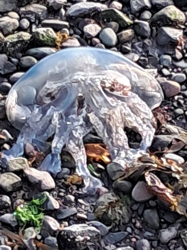 Dustbin-lid Jelly