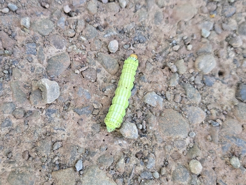 Rosy Maple Moth