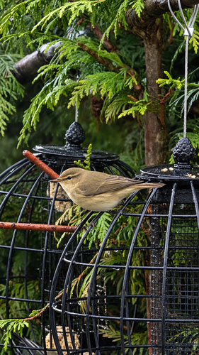Common Chiffchaff