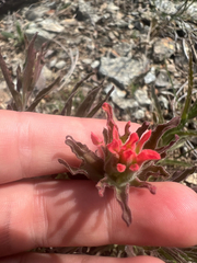 Castilleja applegatei, photograph author not stated, no rights reserved