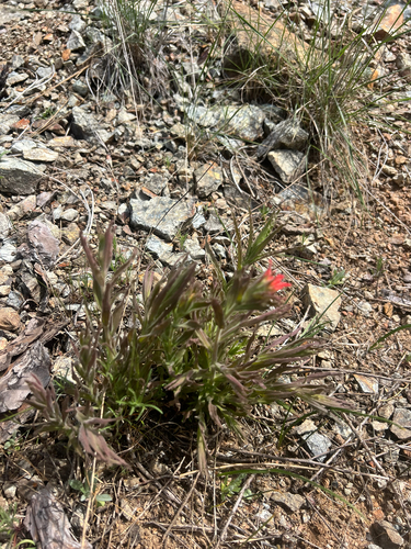 Castilleja applegatei, photograph 4