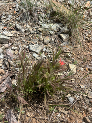 Castilleja applegatei, photograph author not stated, no rights reserved
