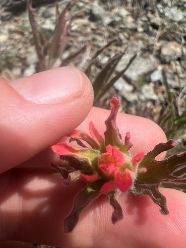 Castilleja applegatei, photograph 6