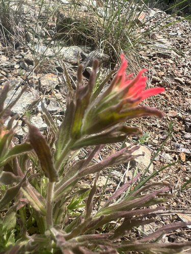 Castilleja applegatei, photograph 3
