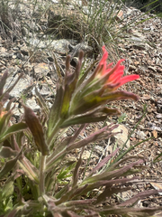Castilleja applegatei, photograph author not stated, no rights reserved