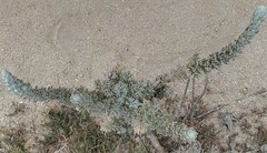 Artemisia pycnocephala