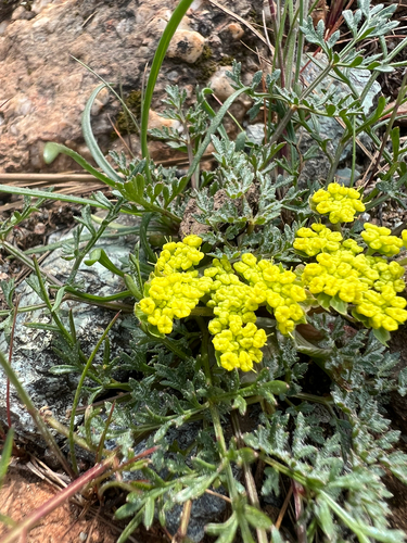 Lomatium utriculatum, photograph 3