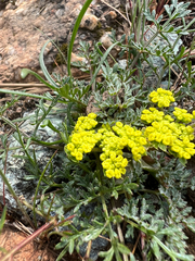 Lomatium utriculatum, photograph author not stated, no rights reserved