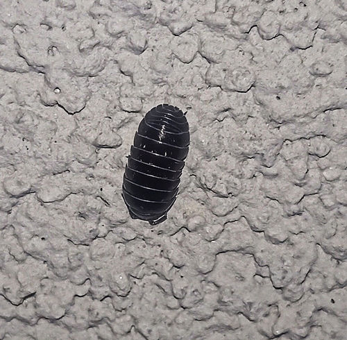 Common Pill Woodlouse