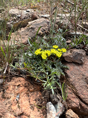 Lomatium utriculatum, photograph author not stated, no rights reserved
