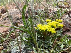 Lomatium utriculatum, photograph author not stated, no rights reserved